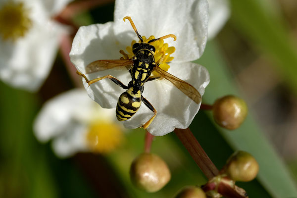 Gallische Feldwespe (Dr. E. Pfeuffer, LBV-Bildarchiv)