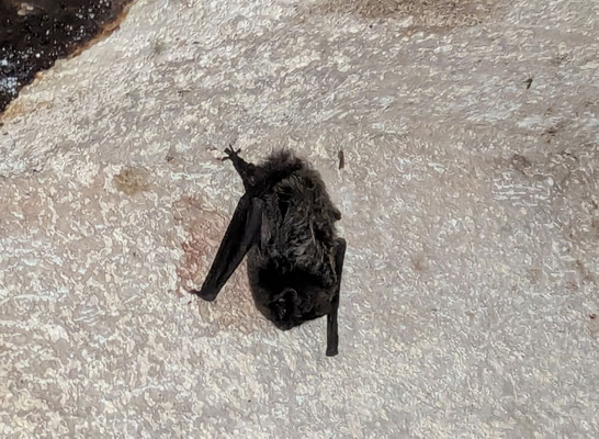 Mopsfledermaus (M. Bodsch)