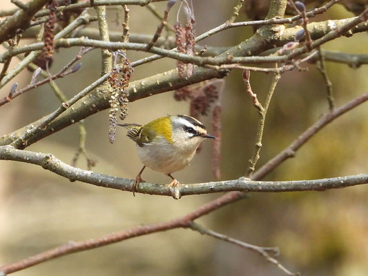 Sommergoldhähnchen (W. Neuberger)
