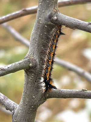 Raupe Glasglucke (B. Bergmann)