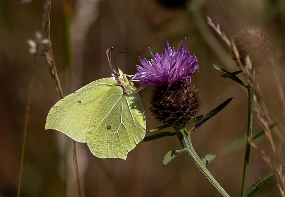 Zitronenfalter (K. Becker)
