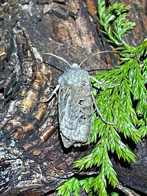Schwarzgefleckte Wintereule (B. Bergmann)