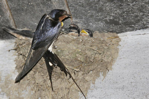 Rauchschwalben-Männchen am Nest (Foto: Ralph Sturm, LBV-Archiv)