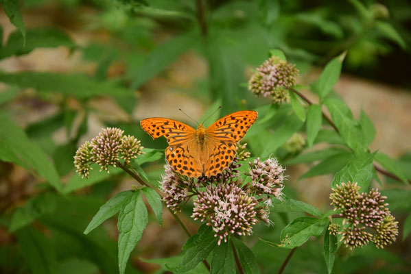 Kaisermantel (M. Rudolph)