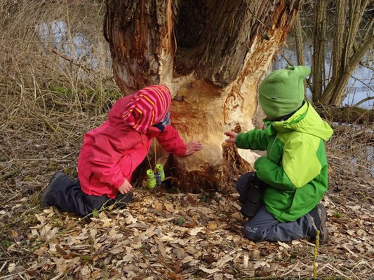 Die Kinder untersuchten fortschreitende Fällarbeiten