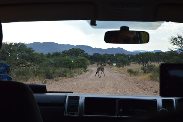 Eine Giraffe kreuzt unseren Weg (bei Düsternbrock)