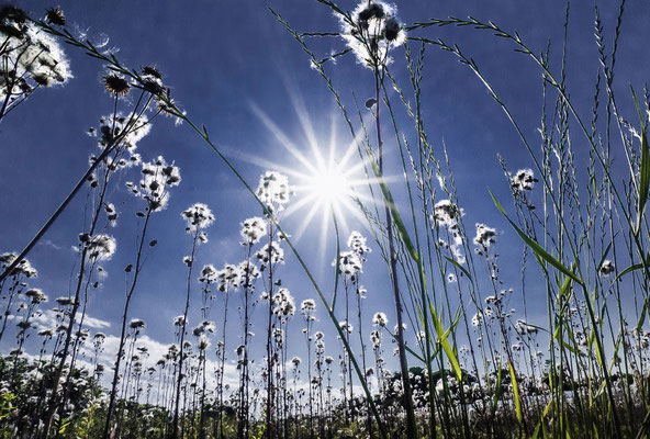 侵食する西洋棘薊　「第41回埼玉県写真サロン」　　　　奨励賞