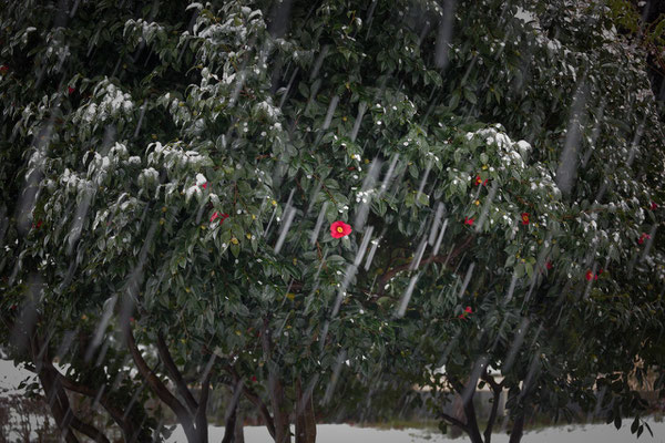 早春の雪　　　　第35回埼玉の自然【準特選】
