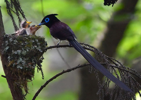 サンコウチョウ給餌