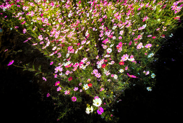 輝く秋の花束　「第40回埼玉の自然」【入選】 