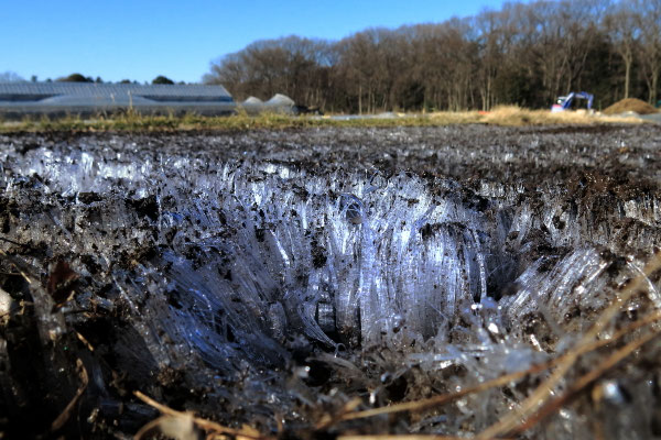 寒波の襲来　　第30回埼玉の自然【準特選】　　　　　　川越市市内