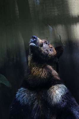 望郷　2023年　第40回記念「埼玉県写真サロン」　　【特選】　上野動物園