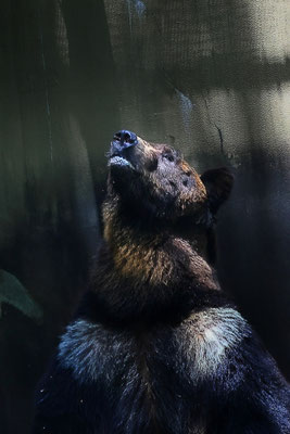 望郷　2023年　第40回記念「埼玉県写真サロン」　　【特選】　上野動物園