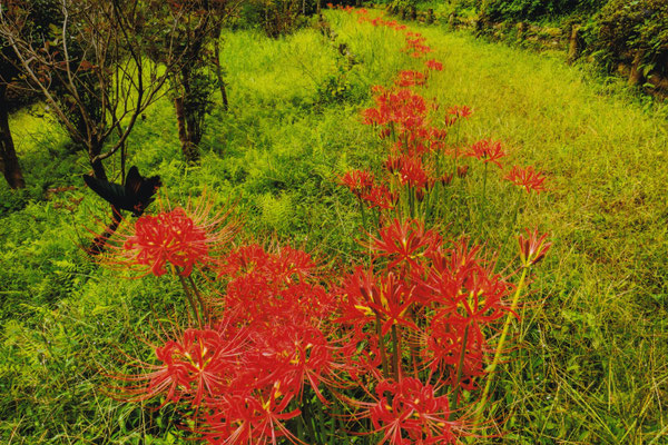 秋の小径　2019年　第34回埼玉の自然【入選】　　　　埼玉県都幾川町　