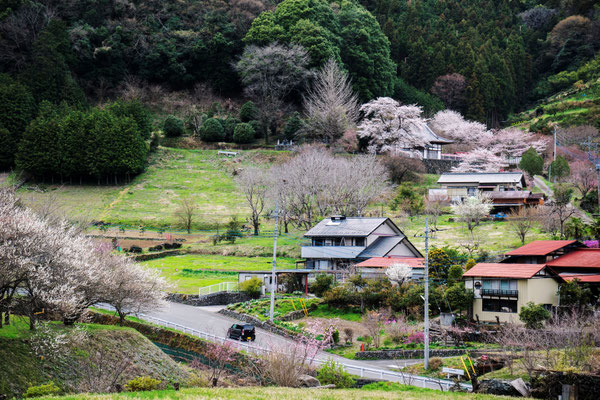 山里の春　　秩父市