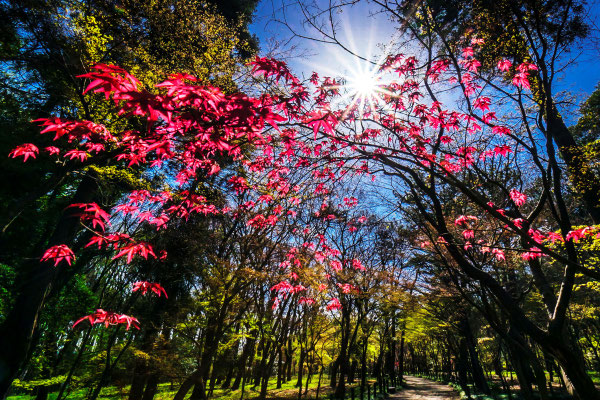 芽吹きの森　2023年 第37回「埼玉の自然」【入選】　　　　　　新座市平林寺　　