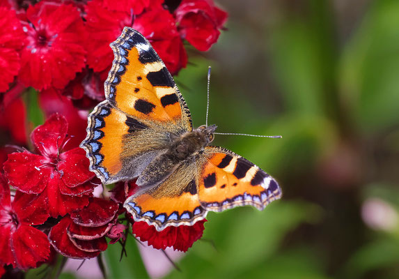 Photos de papillons - Photos d'insectes - Photographies de nature - Dominique MAYER - www.dominique-mayer.com
