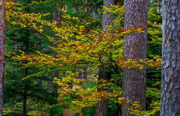 Photos de forêts des Vosges - Forêt du Massif de La Madeleine - Dominique MAYER - Photographie - www.dominique-mayer.com 