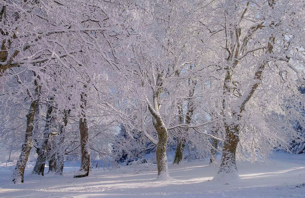 Photos de forêts des Vosges - Grendelbruche, Alsace - Dominique MAYER - Photographie - www.dominique-mayer.com