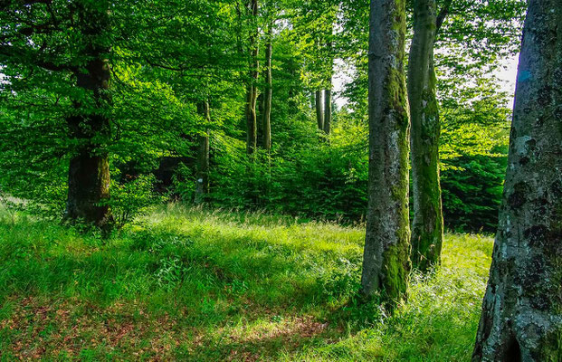 Photos de forêts des Vosges - Chaume de Lusse, Vosges - Dominique MAYER - Photographie - www.dominique-mayer.com 