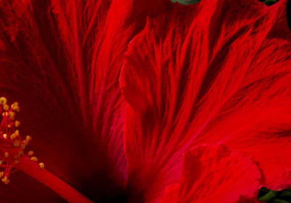 Poèmes de Gaia - Photographies de fleurs - Photographies de nature - Dominique MAYER - www.dominique-mayer.com