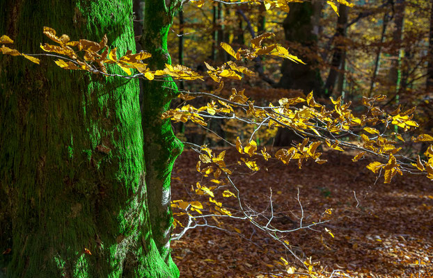 Photos de forêts des Vosges - Forêt du Massif de La Madeleine - Dominique MAYER - Photographie - www.dominique-mayer.com 