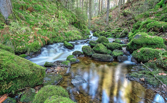  Paysage forestier - Breitnau, Schwartzwald (Forêt Noire), Allemagne - Photographie HDR - Dominique MAYER - www.dominique-mayer.com