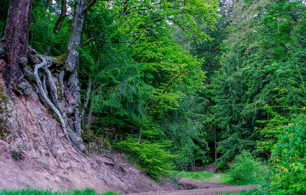 Photos de forêts des Vosges - Forêt de Barr en Alsace - Dominique MAYER - Photographie - www.dominique-mayer.com 