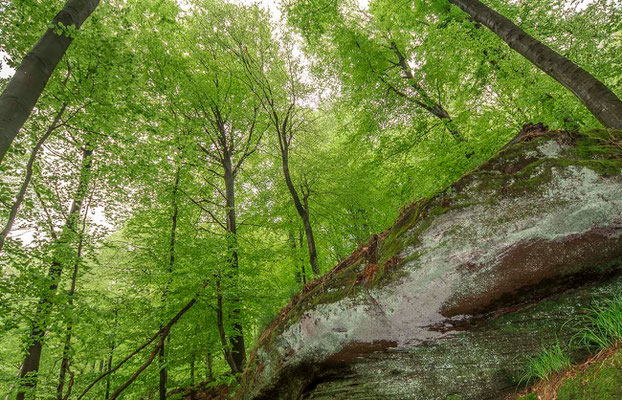 Photos de forêts des Vosges - Schlosserhöhe Forêt de Saverne - Dominique MAYER - Photographie - www.dominique-mayer.com 