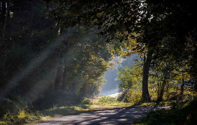 Photos de forêts des Vosges - Forêt de Provenchères sur Fave, Vosges - Dominique MAYER - Photographie - www.dominique-mayer.com 