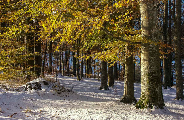 Photos de forêts des Vosges - Col de Sainte-Marie-aux Mines, Alsace - Dominique MAYER - Photographie - www.dominique-mayer.com 