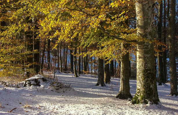 Photos de forêts des Vosges - Col de Sainte-Marie-aux Mines, Alsace - Dominique MAYER - Photographie - www.dominique-mayer.com 