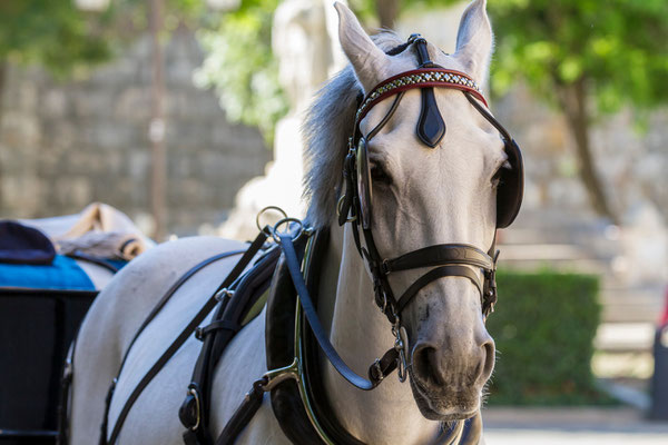 Chevaux d'attelages - Place de la Cathédrale à Séville - Les rues de Séville - Badauds - Flâner à Séville - Séville en Espagne - Photos de Séville - Vacances en Espagne - Dominique MAYER - www.dominique-mayer.com