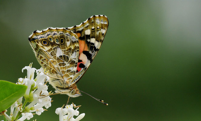 Photos de papillons - Photos d'insectes - Photographies de nature - Dominique MAYER - www.dominique-mayer.com