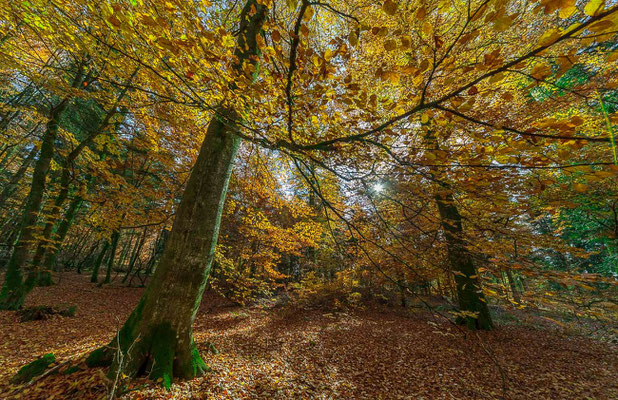 Photos de forêts des Vosges -  Alsace - Dominique MAYER - Photographie - www.dominique-mayer.com