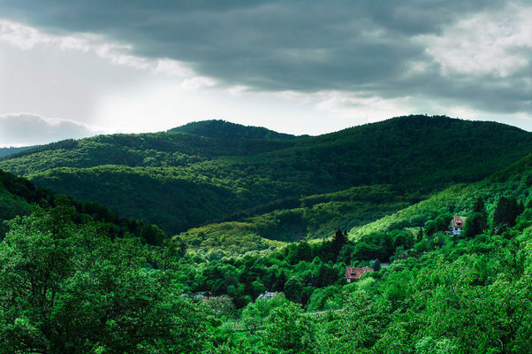 Photos de paysages - Andlau, village viticole en Alsace - Dominique MAYER - Photographie - www.dominique-mayer.com