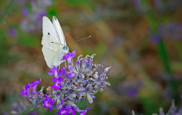 Photos de papillons - Photos d'insectes - Photographies de nature - Dominique MAYER - www.dominique-mayer.com