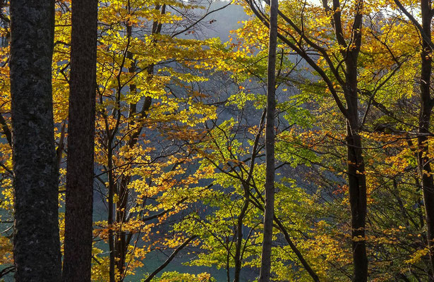 Photos de forêts des Vosges - Col de Sainte-Marie-aux Mines, Alsace - Dominique MAYER - Photographie - www.dominique-mayer.com 