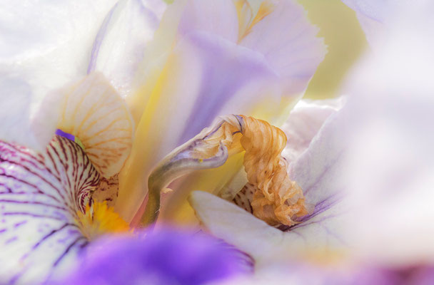 Poèmes de Gaia - Photographies de fleurs - Photographies de nature - Dominique MAYER - www.dominique-mayer.com