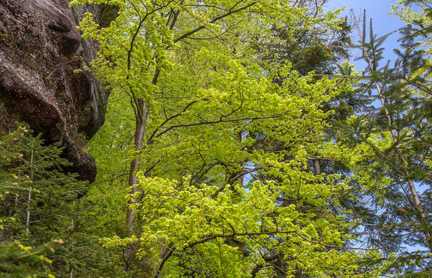 Photos de forêts des Vosges - Forêt du Nonnenberg, rocher du Diable, Walscheid en Moselle - Dominique MAYER - Photographie - www.dominique-mayer.com