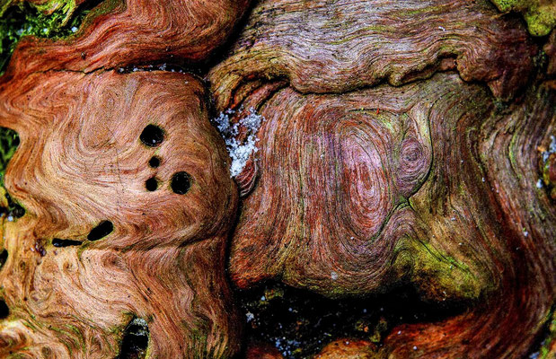 Ecorces d'arbres - Photographies de nature - Dominique MAYER - www.dominique-mayer.com