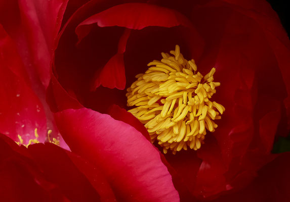 Poèmes de Gaia - Photographies de fleurs - Photographies de nature - Dominique MAYER - www.dominique-mayer.com