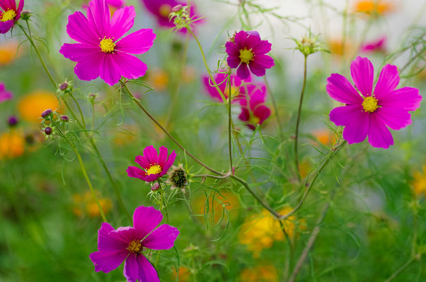 Poèmes de Gaia - Photographies de fleurs - Photographies de nature - Dominique MAYER - www.dominique-mayer.com