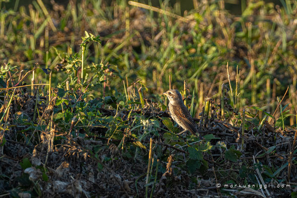 Jungvogel