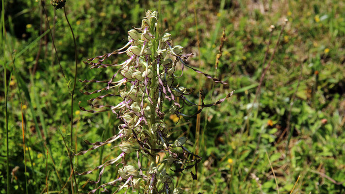 Himantoglossum (hircinum ?)