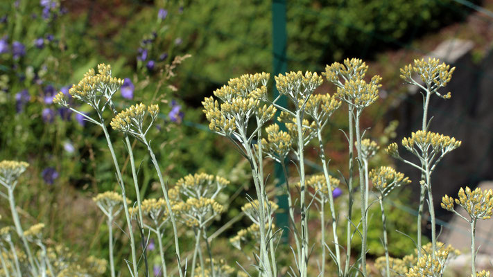 Helicrysum italicum (à odeur de curry et de réglisse)