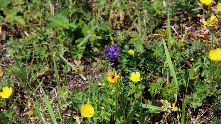 Muscari à toupet (Leopoldia comosa) 