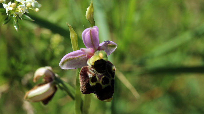 Ophrys scolopax (ou apifera ?)