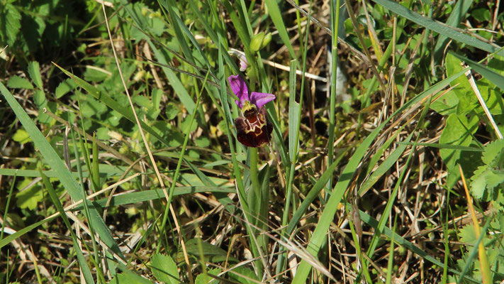 Orchidée, genre Ophrys apifera