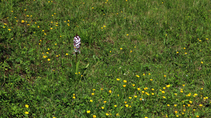 Orchidée, genre Orchis purpurea